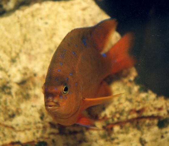 image Damisela naranja (Hypsypops sp.)
