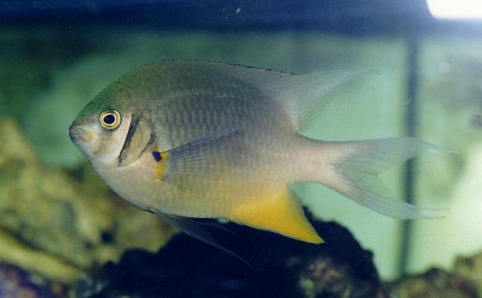 image Damisela (Stegastes sp.)