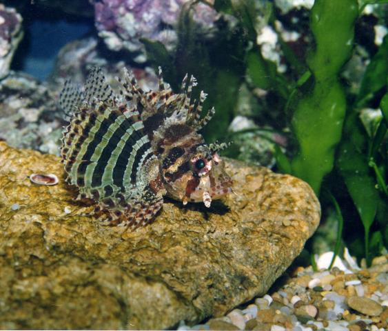 image Pez león de aletas cortas (Dendrochirus brachypterus)