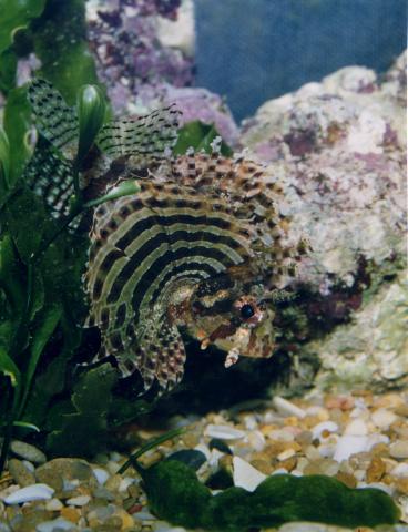 image Pez león de aletas cortas (Dendrochirus brachypterus)