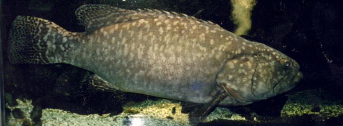 image Mero (Epinephelus sp.)