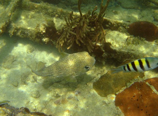 image Pez globo (Diodon sp.)