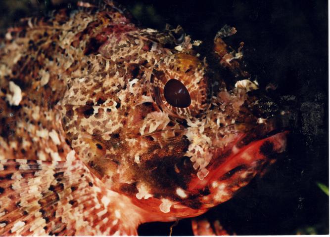 image Escórpora (Scorpaena notata)