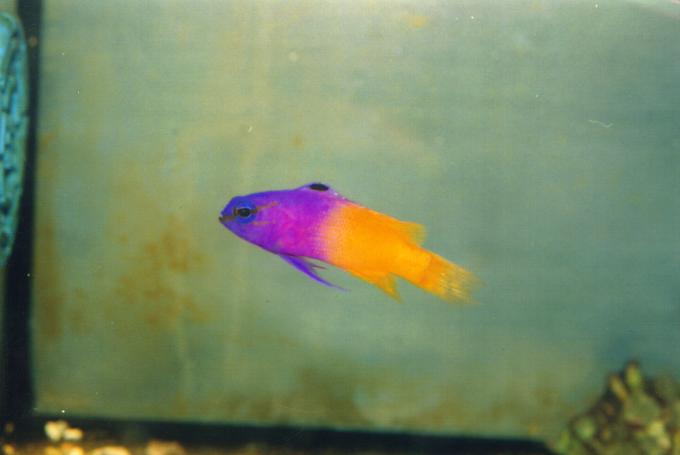 image Gramma real (Gramma loreto)