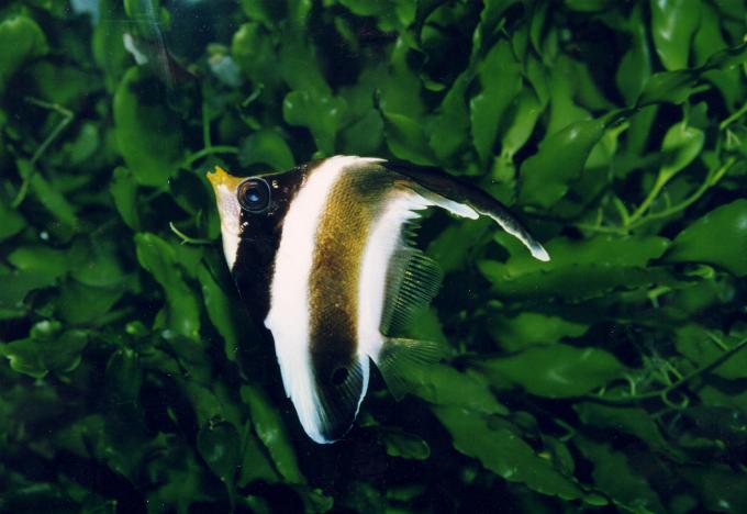 image Pez mariposa estandarte (Heniochus chrysostomus)