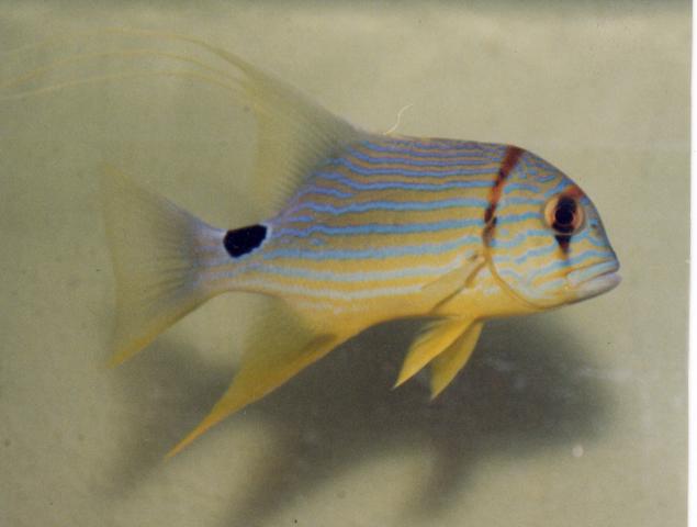image Pez pirata (Symphorichthys spilurus)