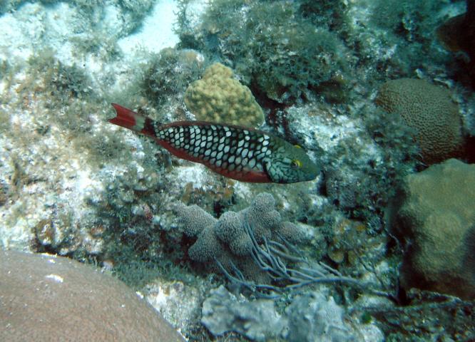 image Pez loro (Scarus sp.)