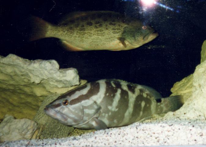 image Meros tropicales (Epinephelus sp.)