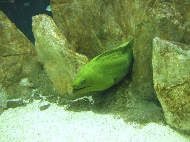 image Morena verde (Gymnothorax sp.)