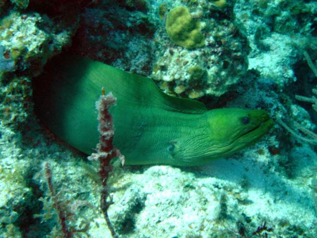 image Morena (Muraena helena)