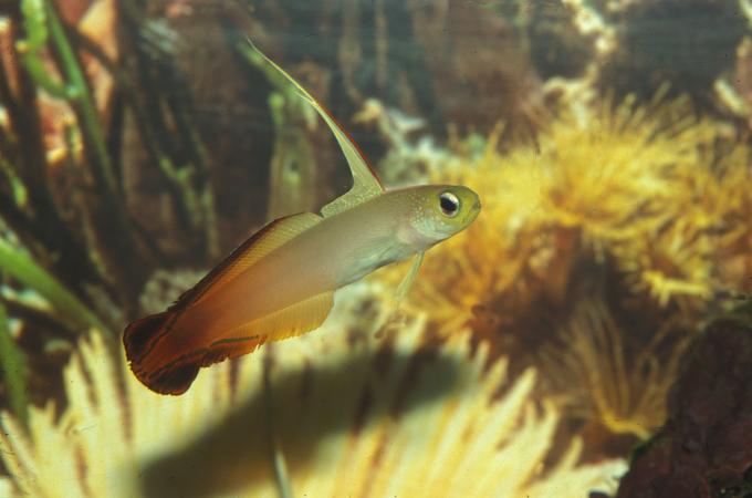 image Pez dardo de fuego (Nemateleotris magnifica)