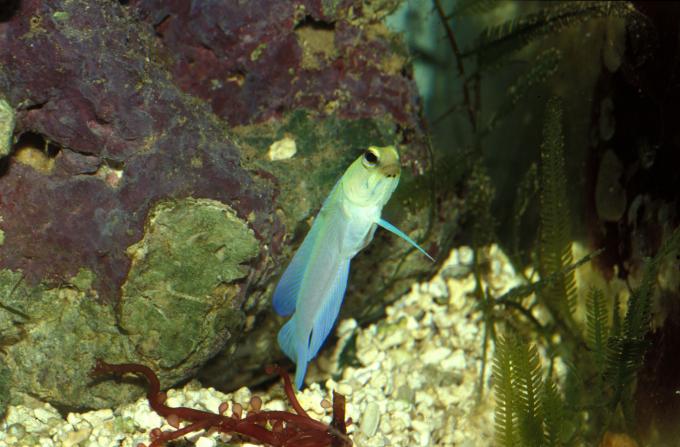 image Pez mandíbula (Opistognathus sp.)