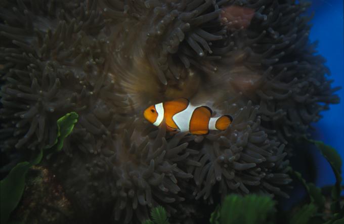 image Pez payaso pércula en anémona (Amphiprion ocellaris)