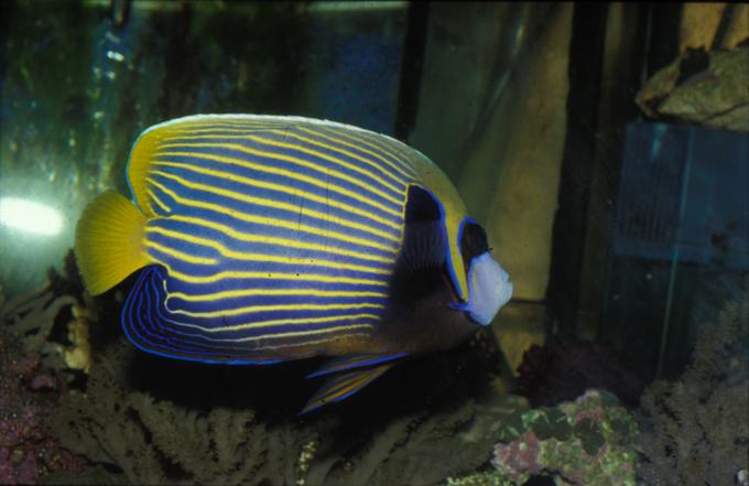 image Pez ángel emperador (Pomacanthus imperator)