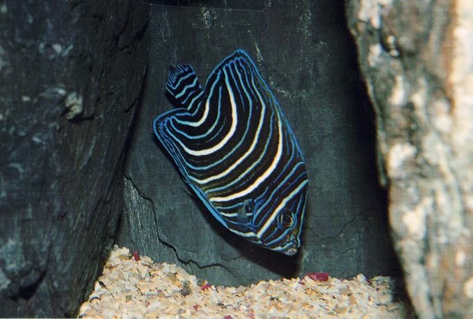 image Pez ángel juvenil (Pomacanthus semicirculatus)