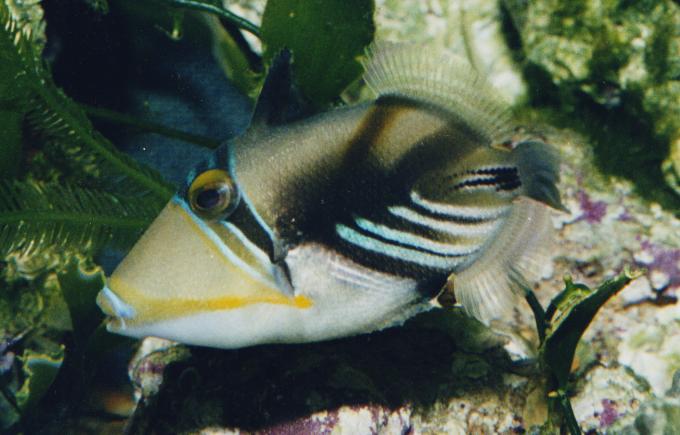 image Pez ballesta picasso (Rhinecanthus aculeatus)