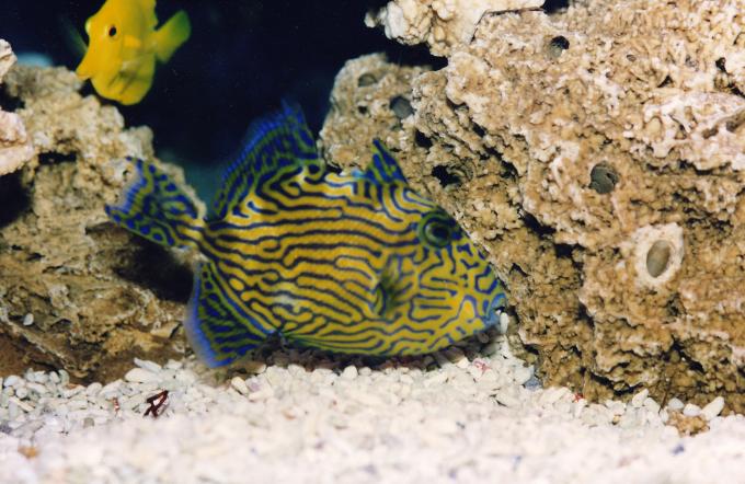 image Pez ballesta (Pseudobalistes fuscus)