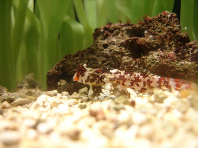 image Pez mandarín (Pterosynchiropus sp.)