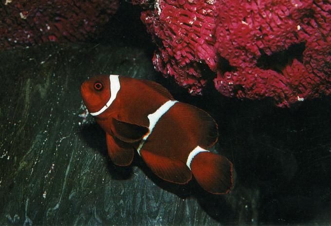 image Pez payaso (Premnas biaculeatus)