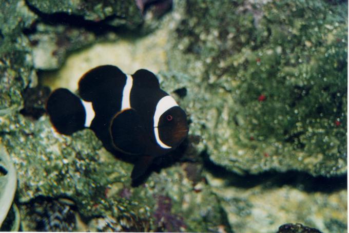 image Pez payaso (Premnas biaculeatus)
