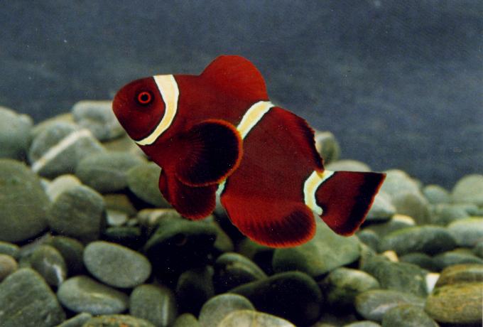 image Pez payaso (Premnas biaculeatus)