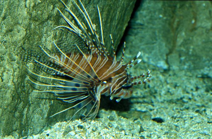 image Pez león (Pterois miles)