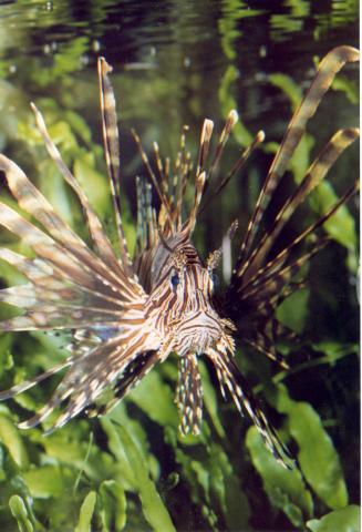 image Pez león común (Pterois volitans)
