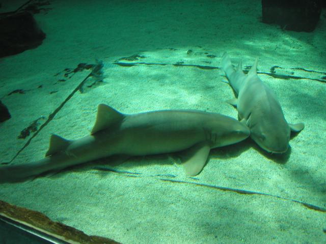 image Tiburón nodriza (Ginglymostoma cirratum)