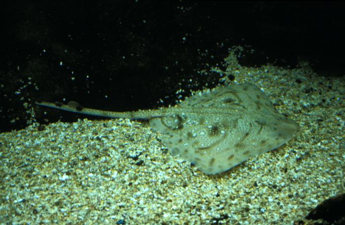 image Raya mosaico (Raja undulata)