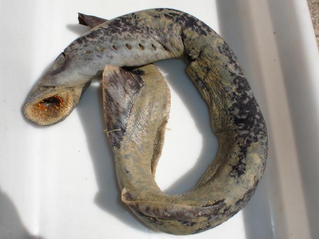 image Lamprea marina (Petromyzon marinus)