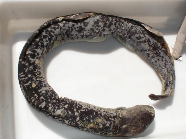 image Lamprea marina (Petromyzon marinus)