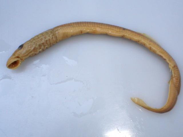 image Lamprea de río (Lampetra fluviatilis)