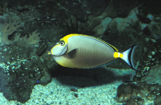 image Pez unicornio de costillas amarillas (Naso lituratus)