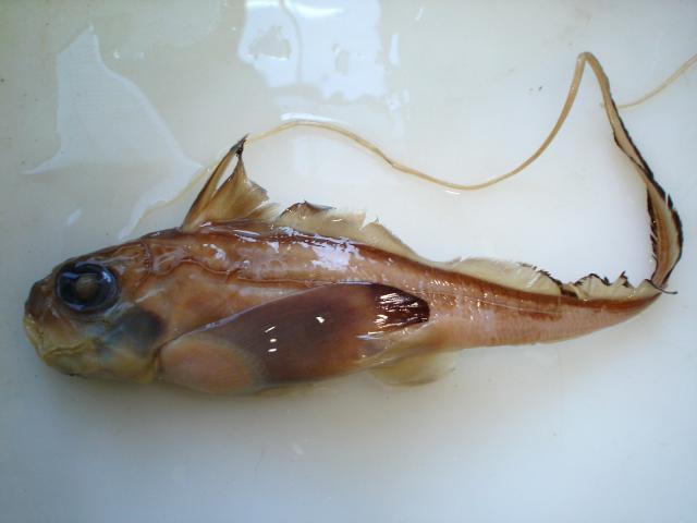 image Quimera (Chimera sp.)