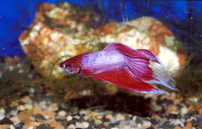 image Pez luchador (Betta splendens)