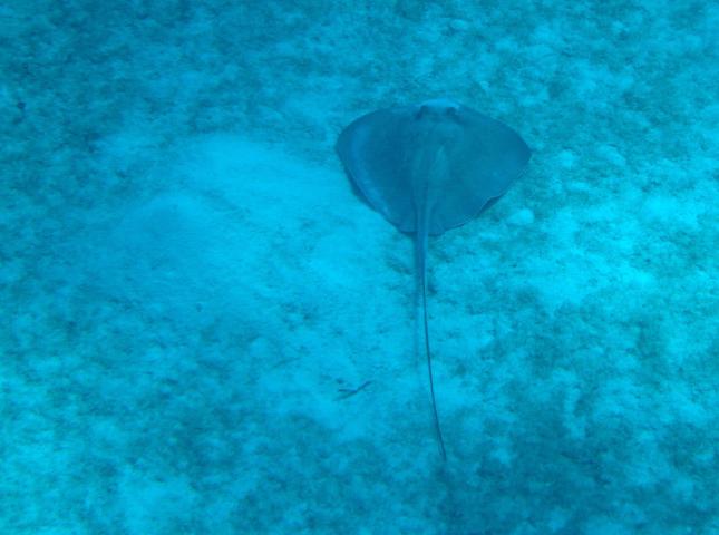 image Pastinaca (Dasyatis sp.)