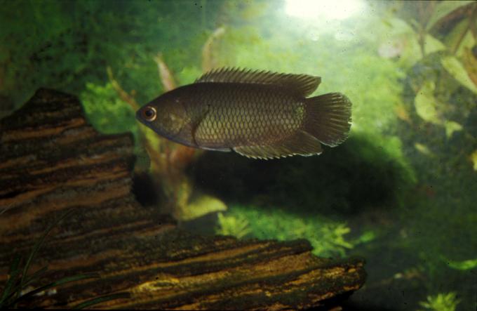 image Perca trepadora (Ctenopoma sp.)