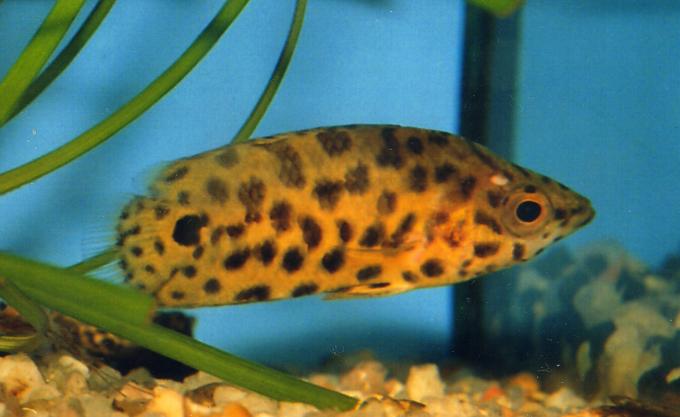 image Perca trepadora tigre (Ctenopoma tigre)