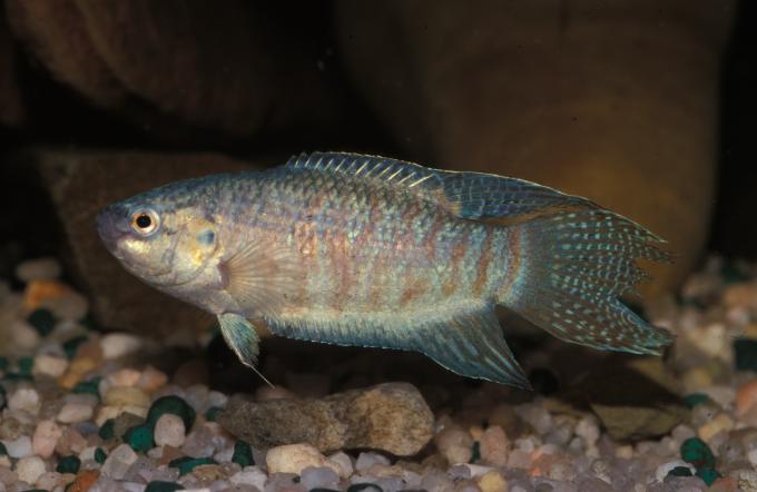 image Pez paraiso (Macropodus opercularis)