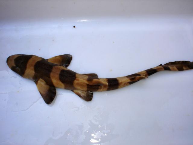 image Tiburón junco (Chyloscilium punctatum)