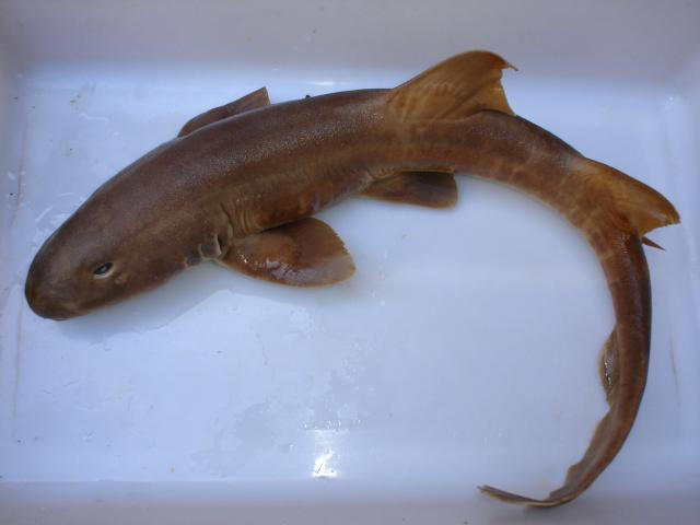 image Tiburón junco (Chyloscilium punctatum)