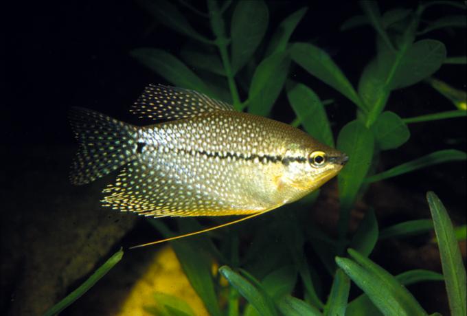 image Gurami perla (Trichogaster leeri)