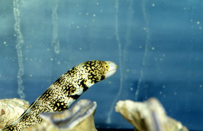 image Morena (Echidna sp.)