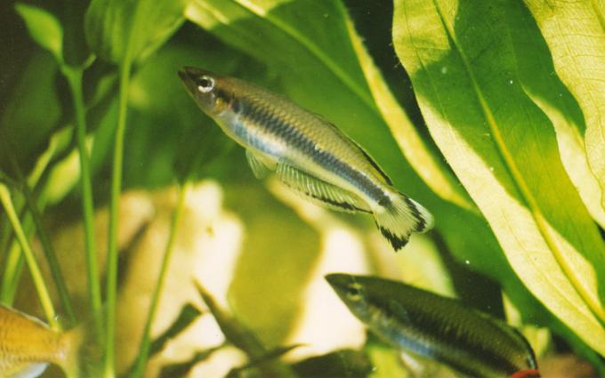 image Pez arcoiris de Madagascar (Bedotia sp.)