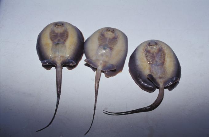 image Pastinaca (Potamotrygon sp.)