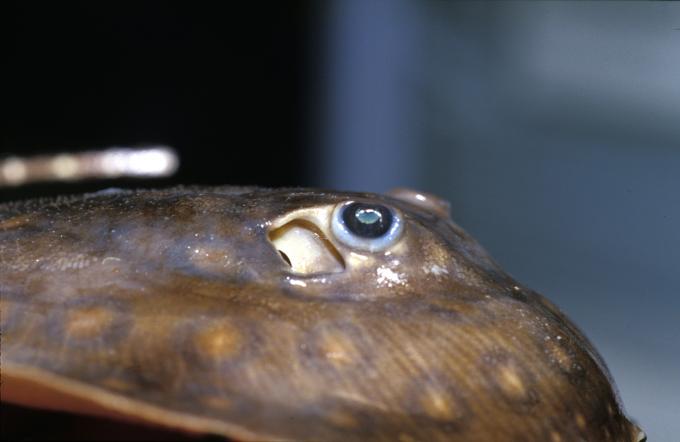 image Pastinaca (Potamotrygon sp.)