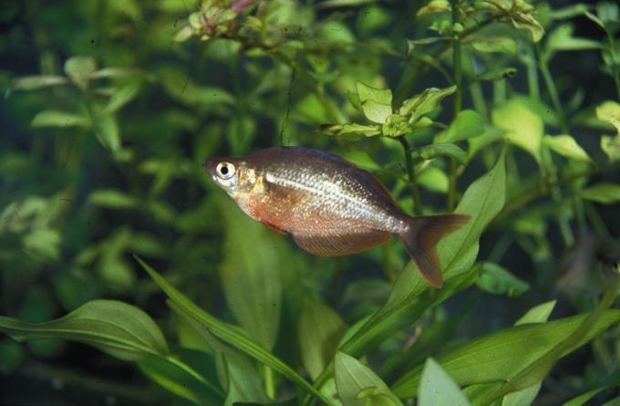 image Pez arcoiris (Glossolepis sp.)