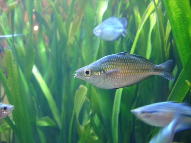 image Pez arcoiris (Melanotaenia sp.)