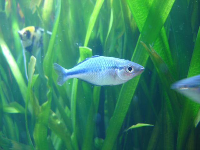 image Pez arcoiris (Melanotaenia sp.)