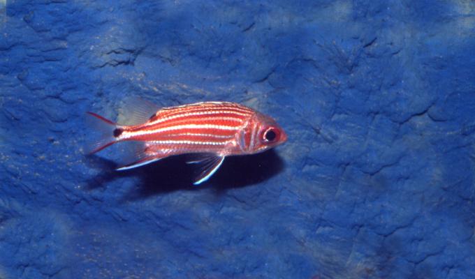 image Pez ardilla (Myripristis sp.)